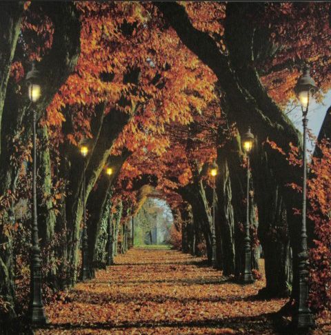 6LEDes világító falikép őszi ösvény 40x40cm 7590