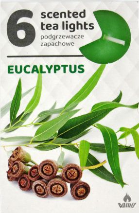 Illatos teamécses Eukaliptusz 6db